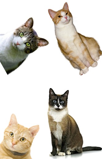 Create meme: cat , cats , cat 