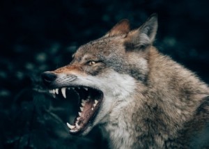 Создать мем: озлобленный волк, волчий оскал, пасть волка