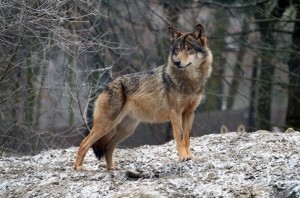 Create meme: Italian wolf, wolf, Iberian wolf