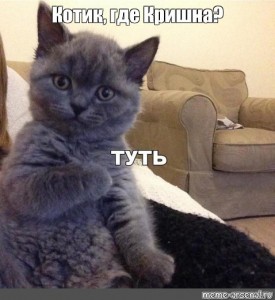 Создать мем: котик туть мем, туть, туть мем кот