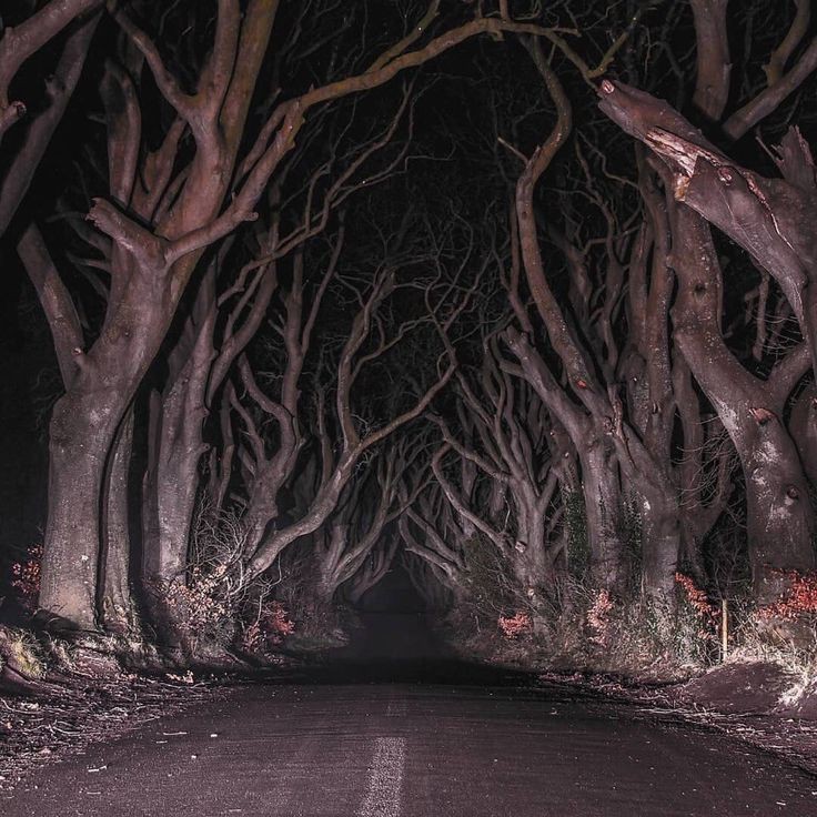 Создать мем: пейзаж мрачный, dark hedges, темный лес