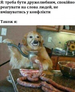 Create meme: funny animal pictures, doing chevapchichi, dog