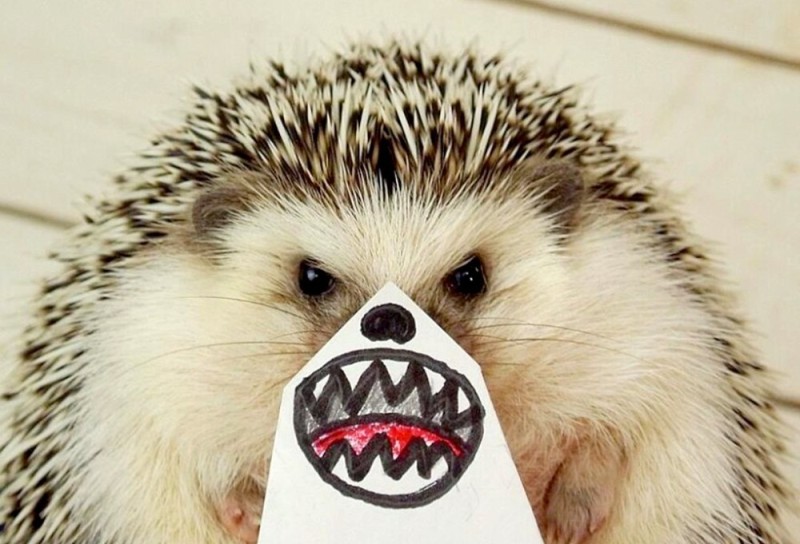 Create meme: angry hedgehog, the evil hedgehog, the hedgehog is funny