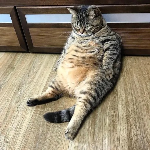 Create meme: cat , fat cats , funny fat cat