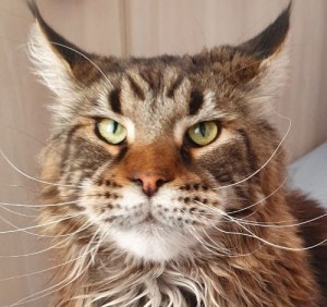 Create meme: cat Maine Coon