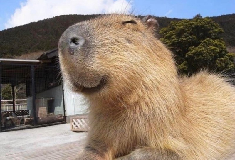 Create meme: capybara male, capybara in the garden, a pet capybara