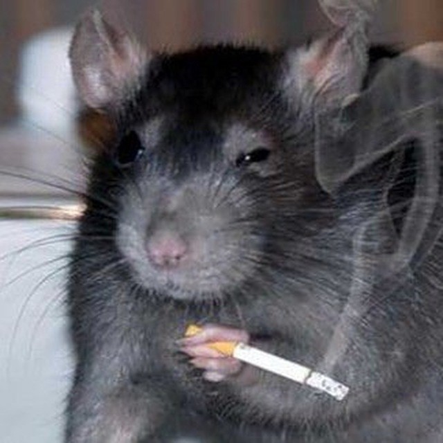 Create meme: smoking rat, rat rat, mouse with a cigarette