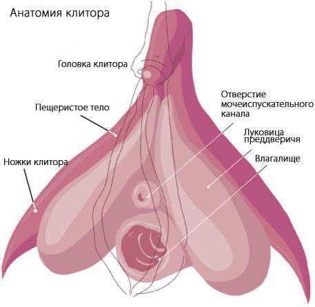 Создать мем: клитор орган, строение женского клитора, строение клитора анатомия