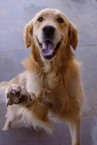 Create meme: dog, happy dog, gold dog