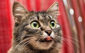 Create meme: cat funny, the surprised cat, a very surprised cat