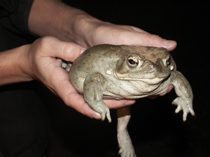 Create meme: keep a toad, toad frog, toad 