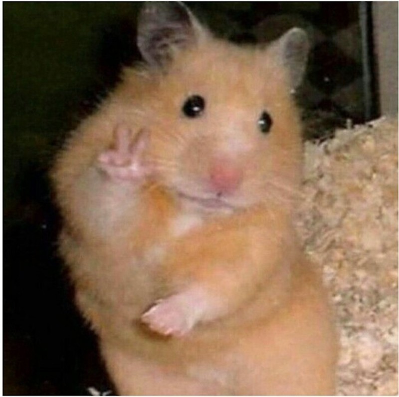 Create meme: funny hamsters, meme hamster , hamster ha ha