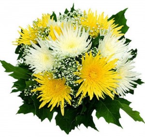 Create meme: chrysanthemum yellow needle, spray chrysanthemum, bouquet of chrysanthemums
