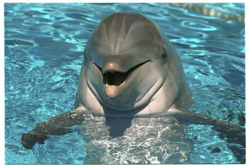 Create meme: Dolphin , bottlenose dolphin, smiling Dolphin