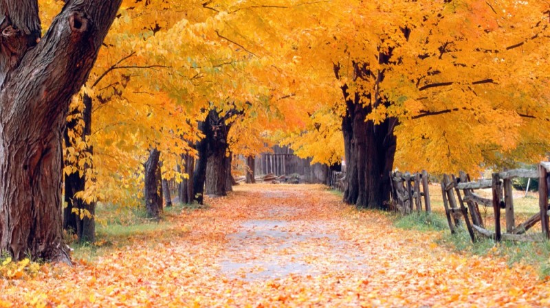 Create meme: autumn , Autumn xp, forest autumn