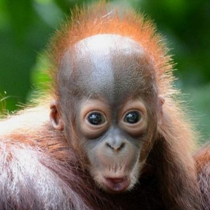 Create meme: monkey orangutan, orangutan monkey, orangutan 