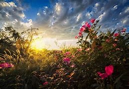 Create meme: landscapes with flowers, sky in the morning, sun nature