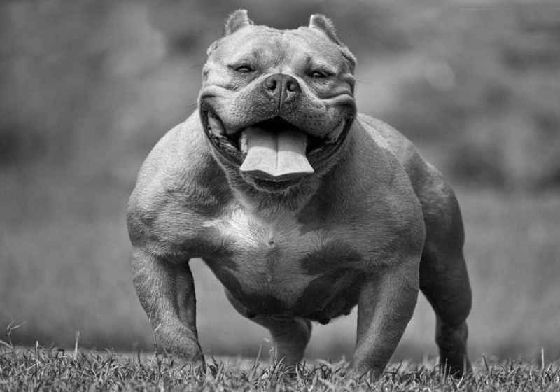 Create meme: bully the dog, American bully, bully dog breed