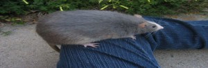Create meme: big rat, a large grey rat Pasyuk, rat