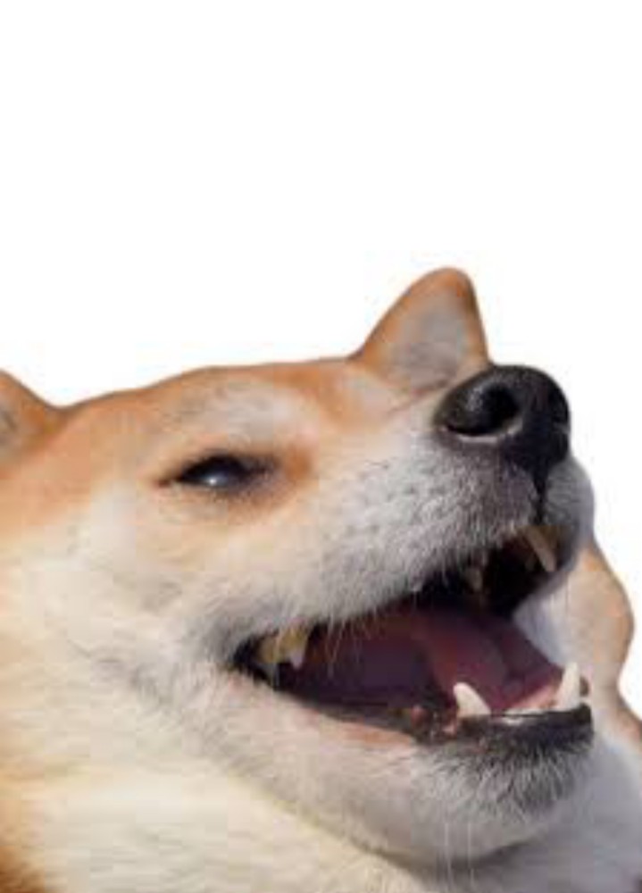 Create meme: memes with dogs, dog meme , shiba inu