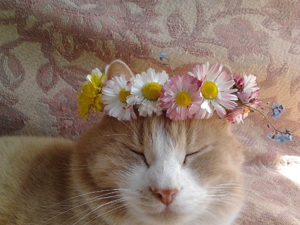 Create meme: a cat in a wreath, Lyolik the cat, cat in daisies