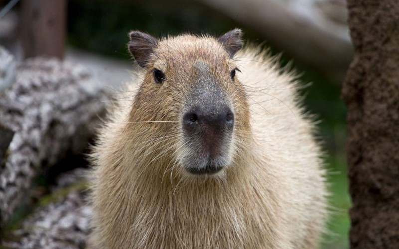 Create meme: a pet capybara, little capybara, capybara rodent