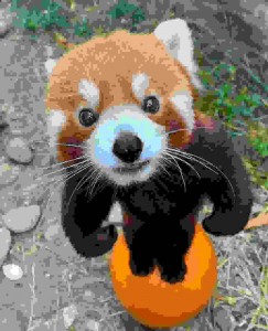 Create meme: red Panda and raccoon, red Panda