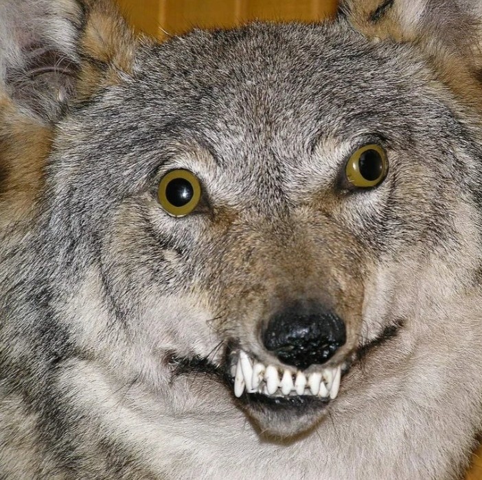 Create meme: funny wolf, the stuffed wolf is funny, wolves meme