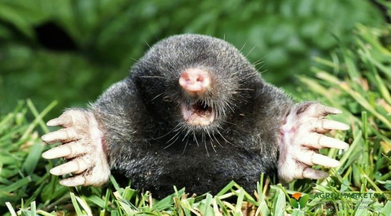 Create meme: moles , mole zvezdano, mole European