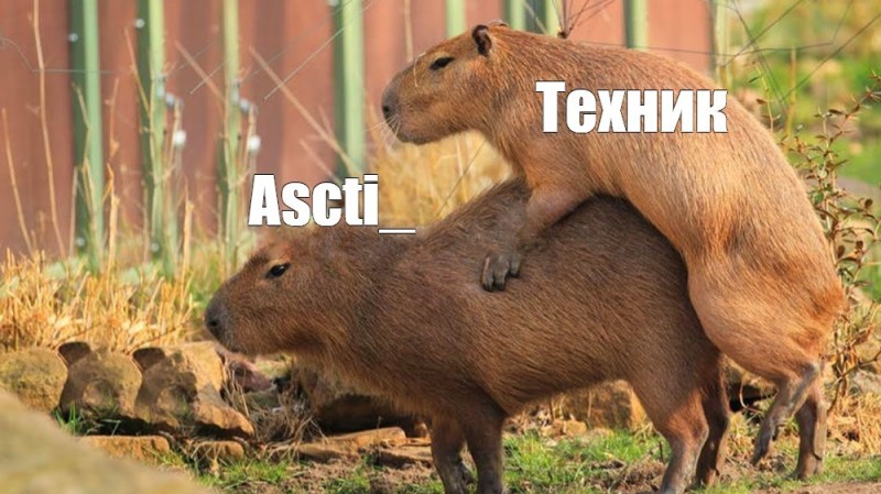 Create meme: capybara, animal capybara, capybara cub