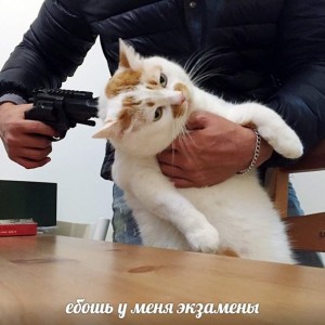 Create meme: cat, cat with a gun, cat with a gun