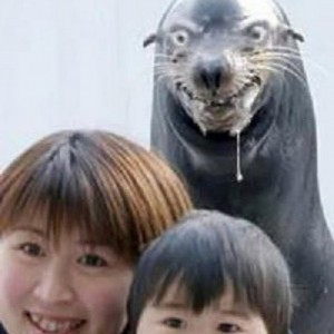 Create meme: meme seal, sea lion, walrus