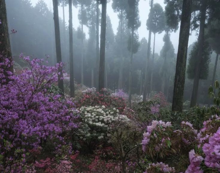 Create meme: Rhododendron of the Daurian, nature landscapes, forest of Transbaikalia bagulnik