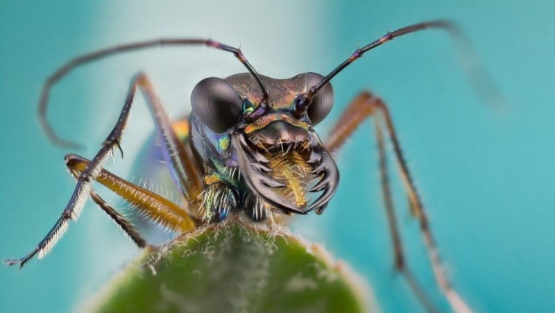 Create meme: ant close-up, macro insects, insects monsters macro photography