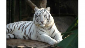 Create meme: white Bengal tiger, Bengal tiger