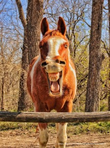 Create meme: red horse, laughing horse, horse horse