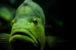 Создать мем: аквариумные рыбки, рыба с усами, павлиний окунь