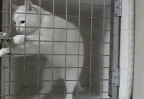 Create meme: the cat in the cage, a cat in a cage, cat behind bars