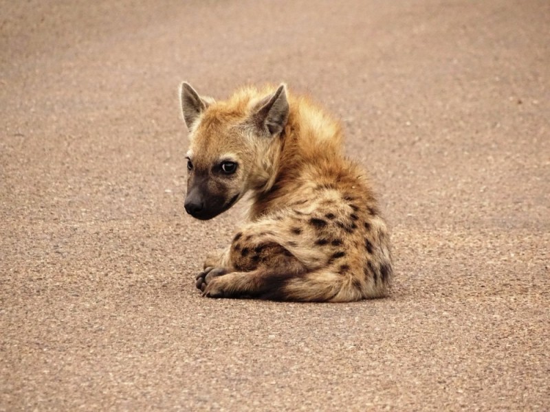 Create meme: hyena , spotted hyena, cub hyenas