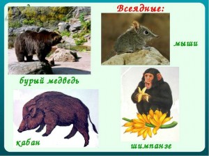 Create meme: wild animals, forest animals, brown bear