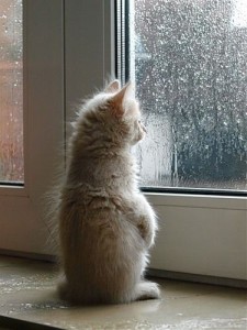 Create meme: kitty is waiting for pictures, cat misses gifs, the rain outside the window the kitten