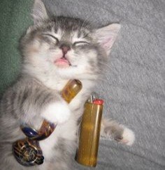 Create meme: a cat with a bong, cat , stoned cat