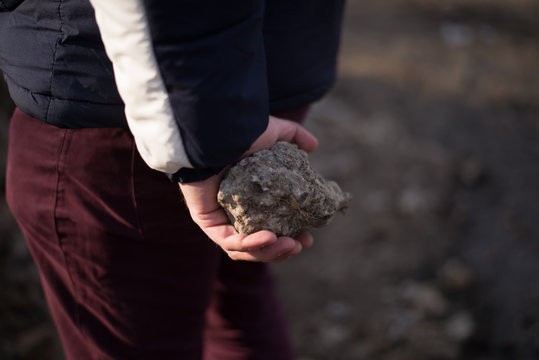 Create meme: white truffle truffle, black truffle, truffle