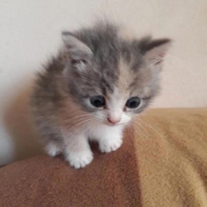 Create meme: kitties, fluffy kittens, adorable kittens