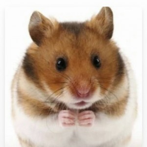 Create meme: hamster on a transparent background, hamster eats APG, hamster PNG