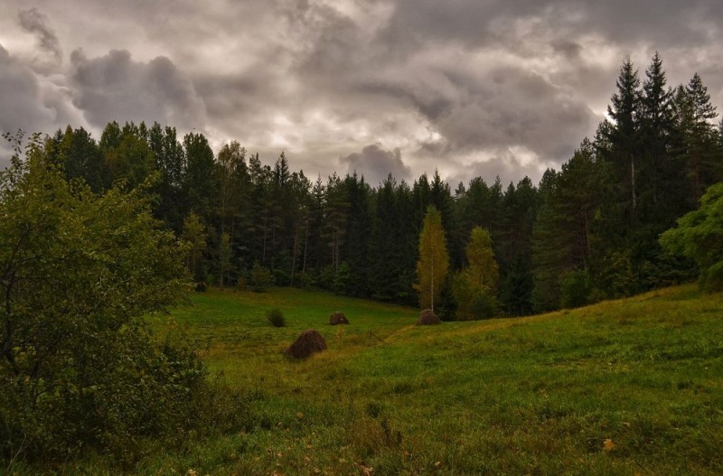 Create meme: forest edge, Ramenskoye forest edge, forest landscape