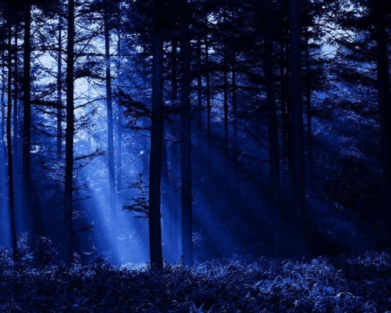 Create meme: dark forest, forest , beautiful night forest