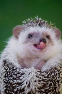 Create meme: hedgehog, surprised hedgehog, cute hedgehog