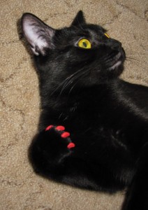 Create meme: beautiful kitties, claws, cat red