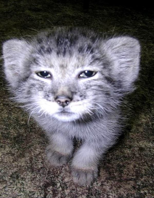 Create meme: manul the cub, Manul the kitten, manul novosibirsk zoo